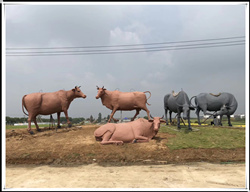 鑄銅牛|銅牛加工|鑄銅雕塑牛 鑄銅牛|銅牛加工|鑄銅雕塑牛